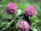 Red Clover P.E